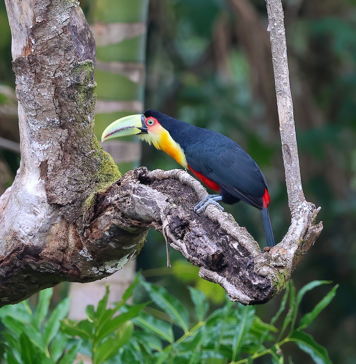 Red-breasted Toucan - ML612235599