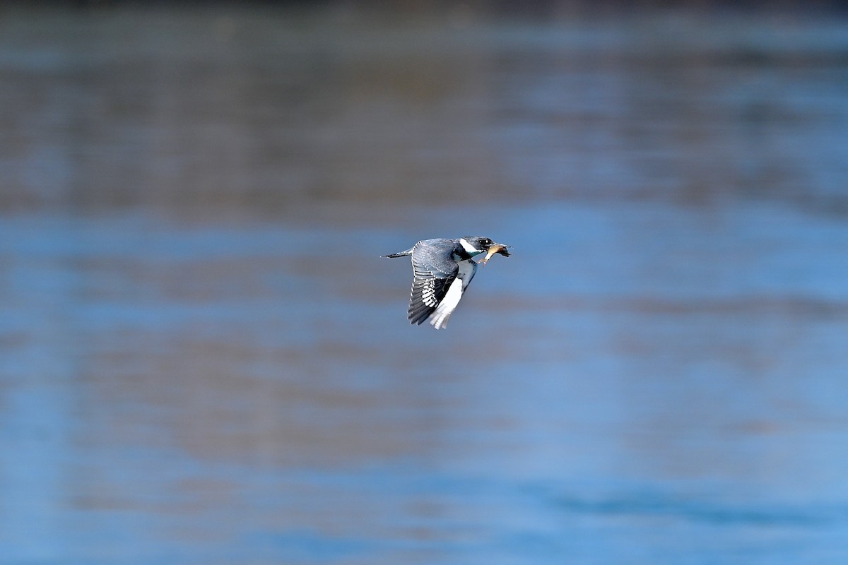 Belted Kingfisher - ML612235603