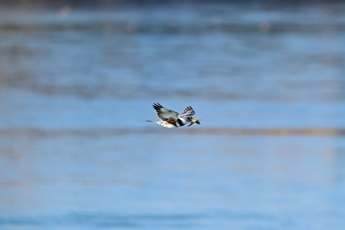 Belted Kingfisher - ML612235605