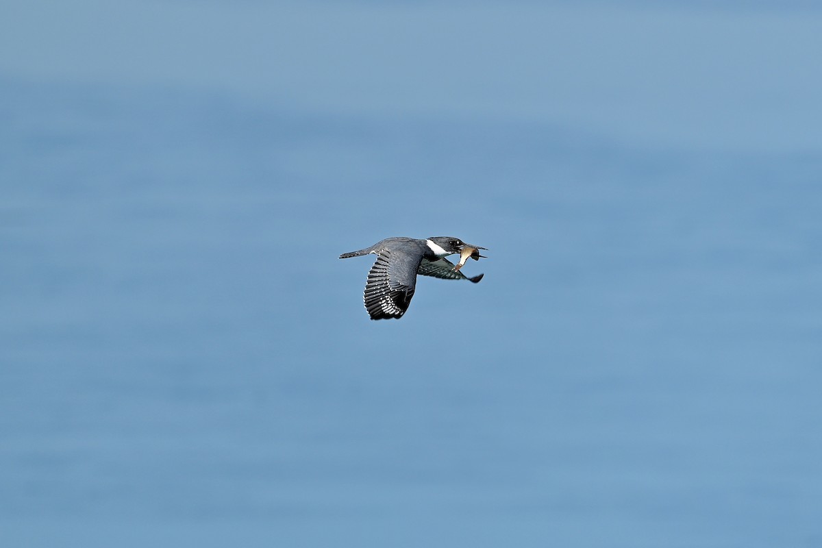 Belted Kingfisher - ML612235611