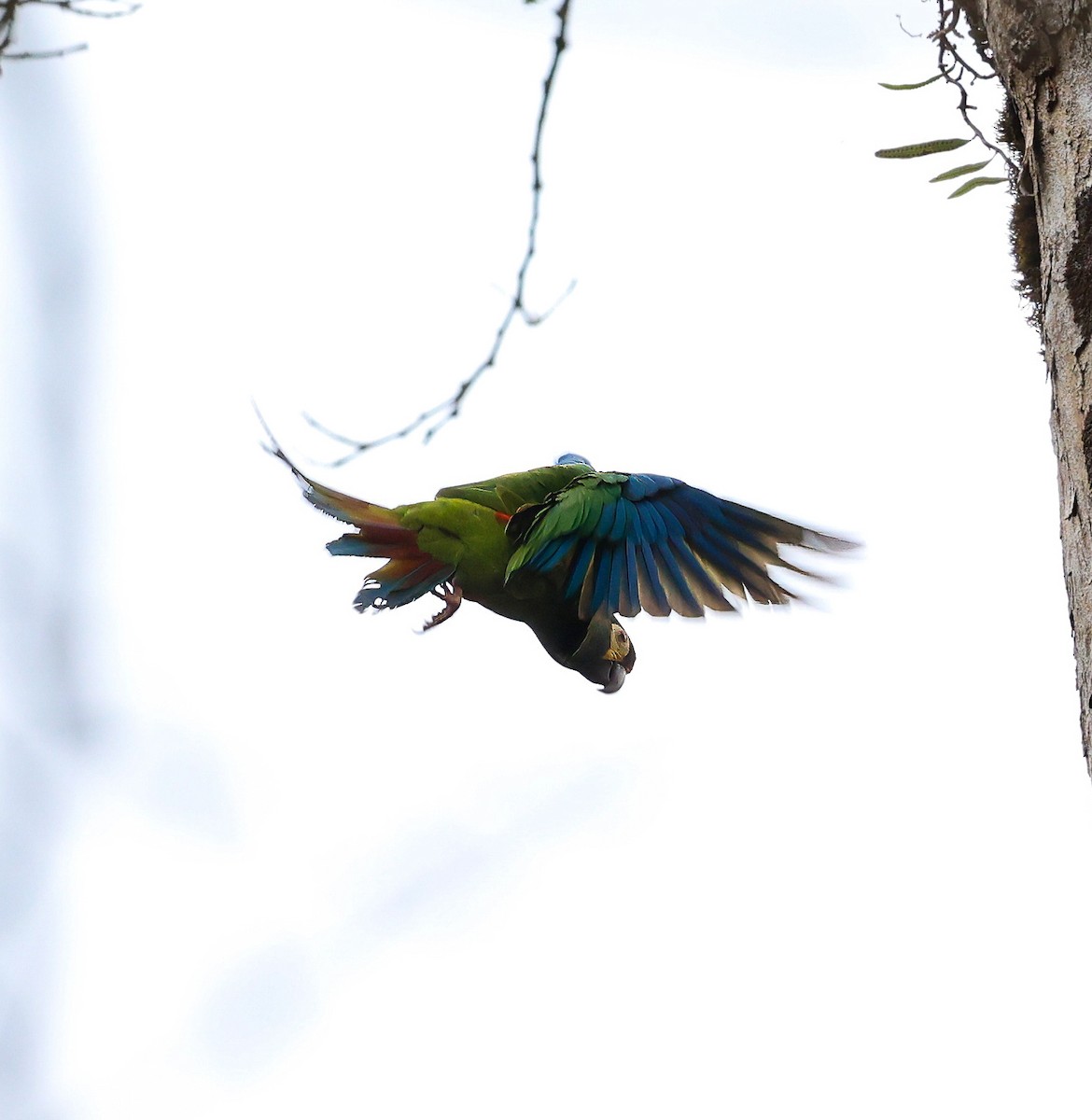 Blue-winged Macaw - ML612235613