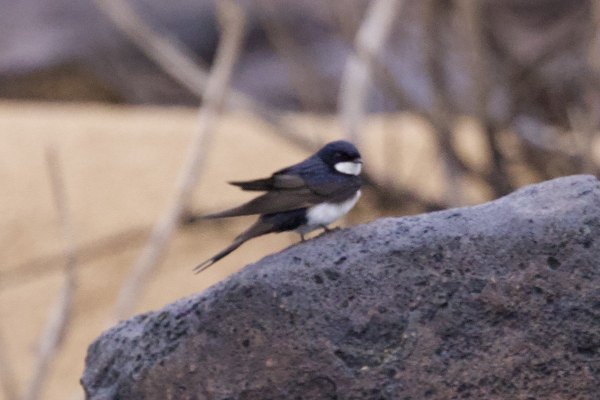 Black-collared Swallow - John Bruin
