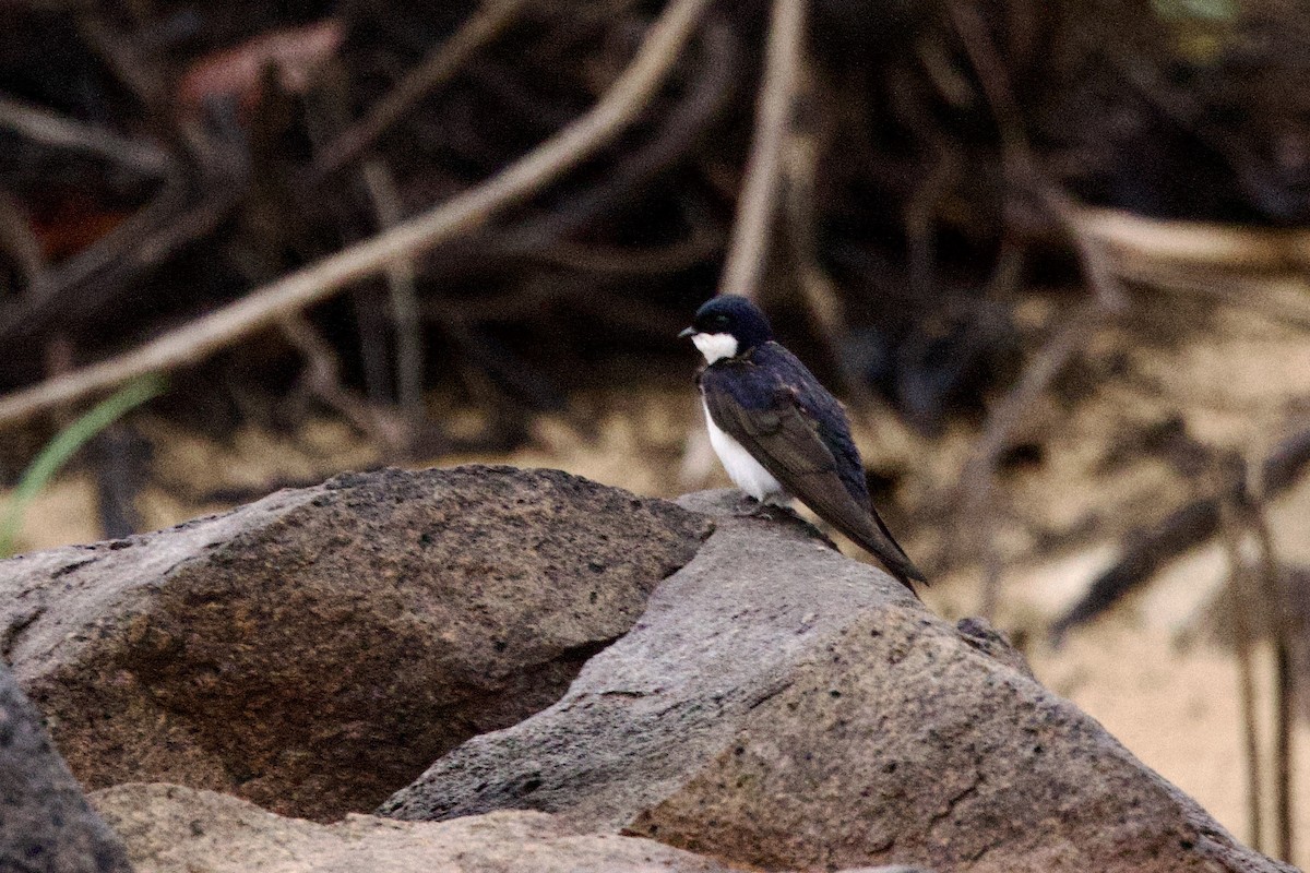 Black-collared Swallow - John Bruin