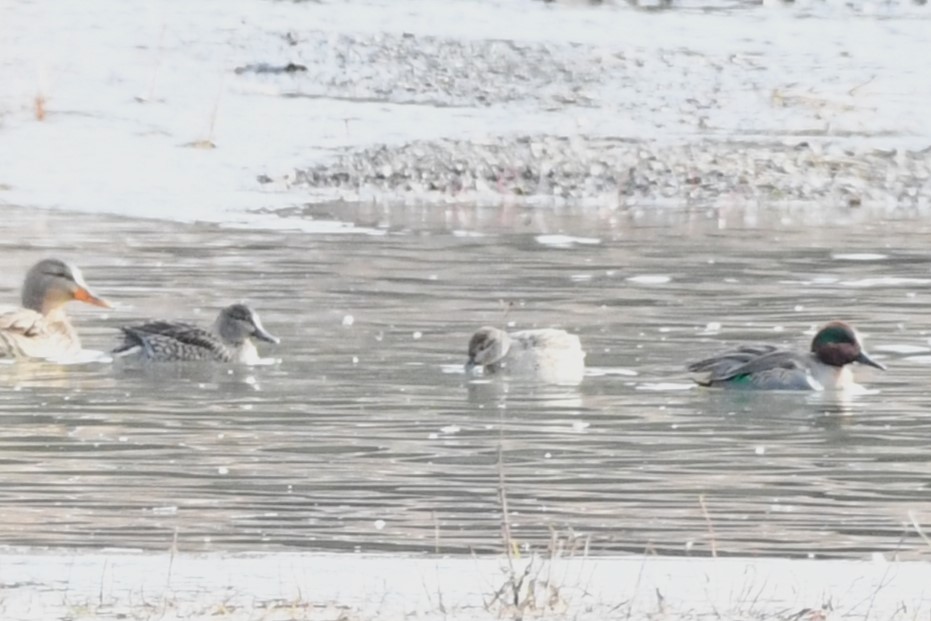 Green-winged Teal - ML612235825