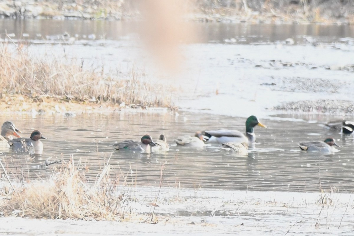 Green-winged Teal - ML612235826