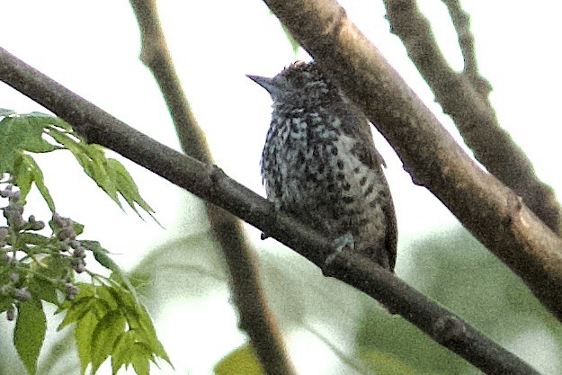Ocellated Piculet - ML612236017