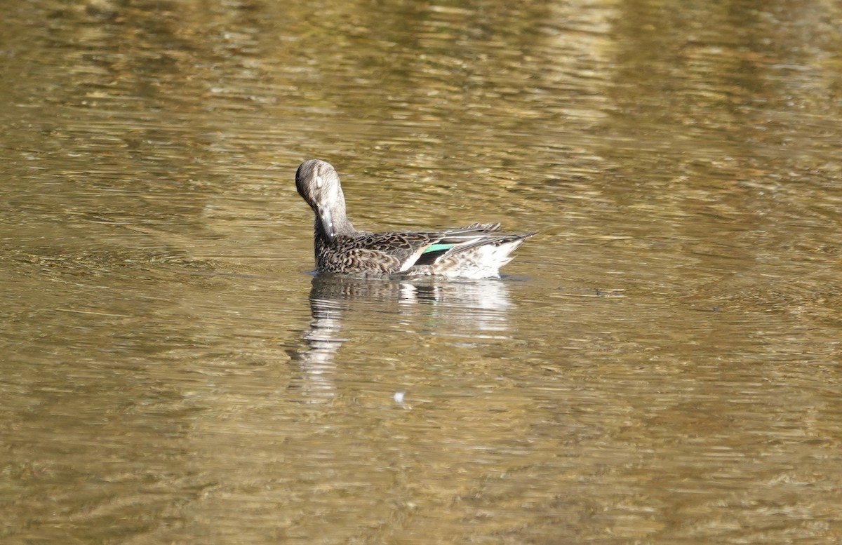 Green-winged Teal - Monica P