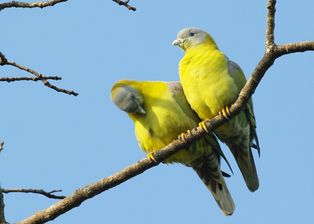 Yellow-footed Green-Pigeon - ML612236253