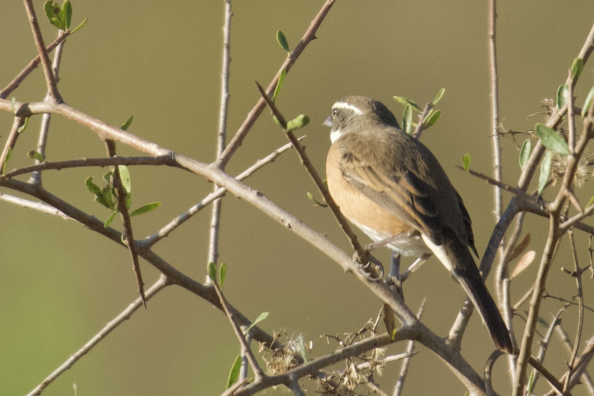 Bolivian Warbling Finch - ML612236312