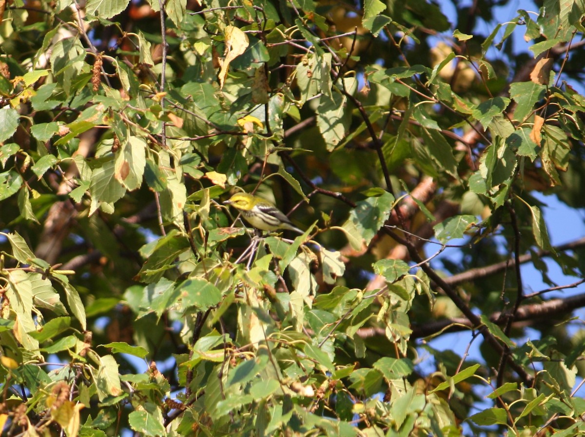 Black-throated Green Warbler - ML612236509
