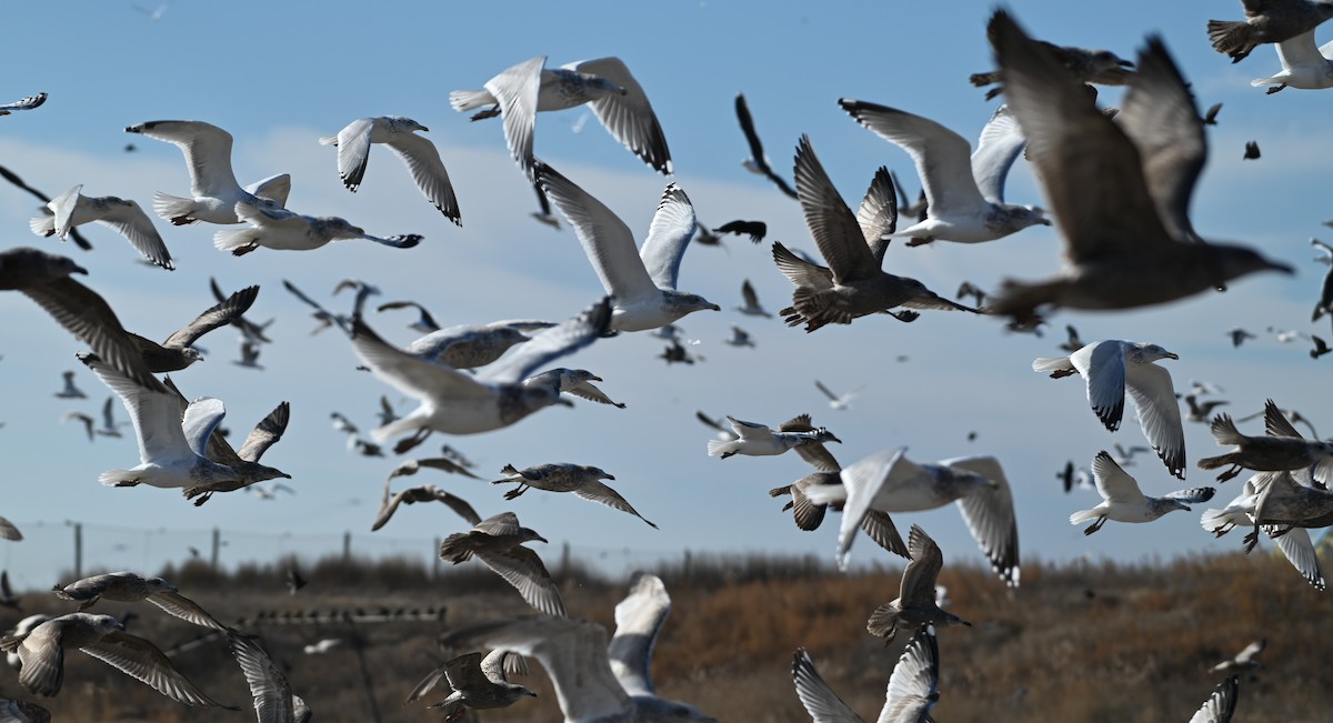 eBird Checklist 14 Dec 2023 Cherry Island Landfill (restricted