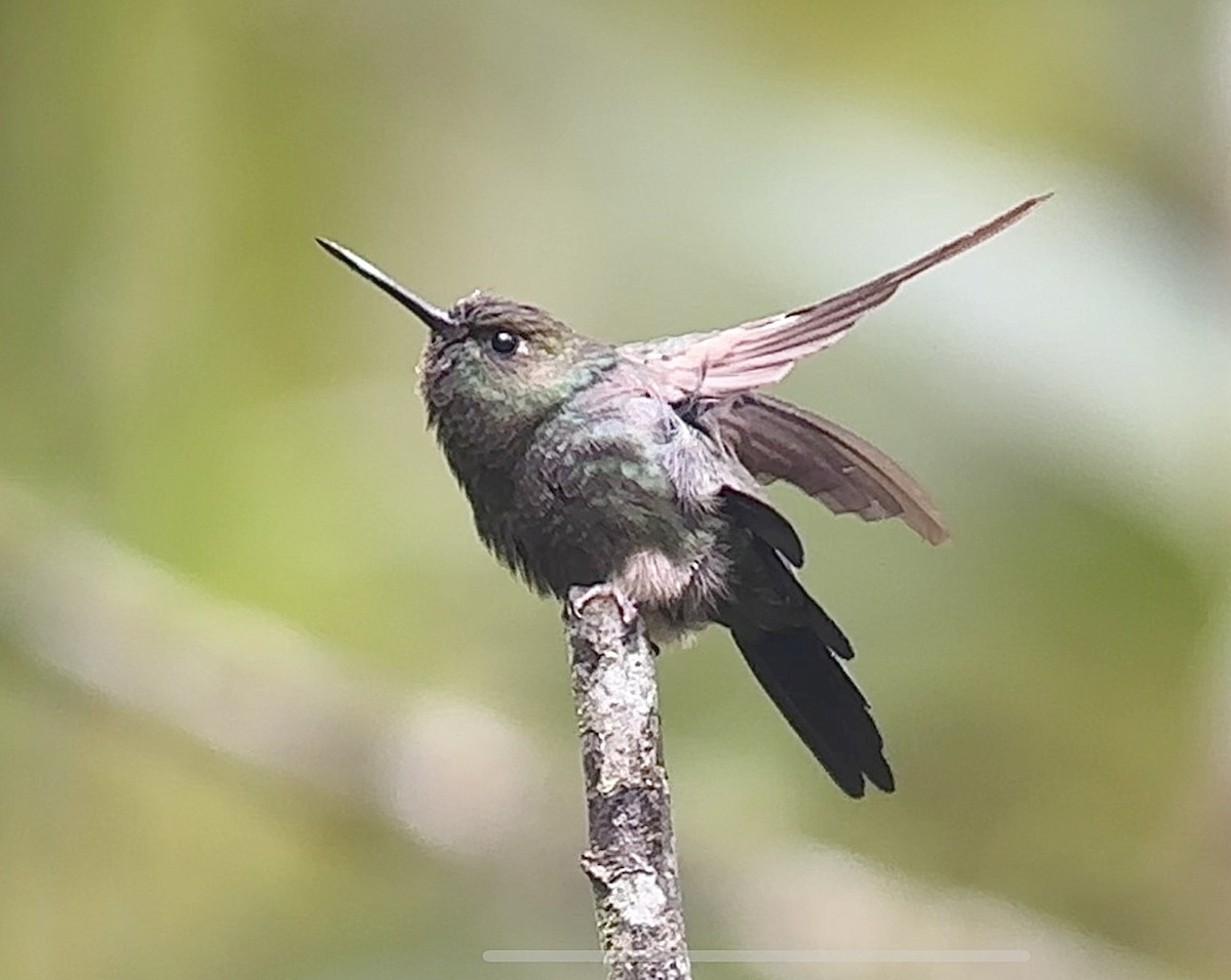kolibřík světlerousý - ML612237010