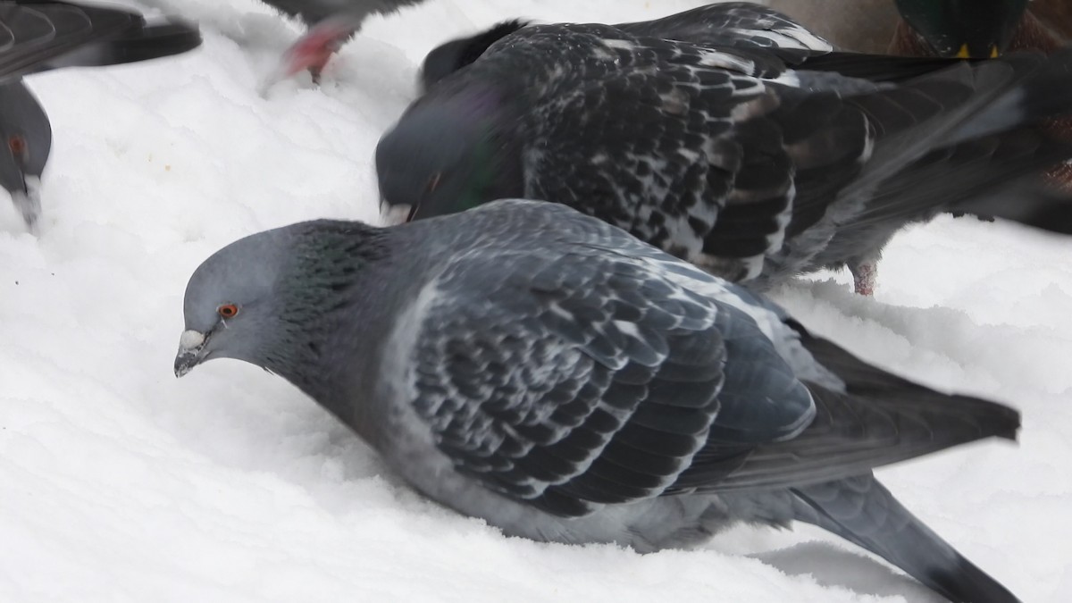 Rock Pigeon (Feral Pigeon) - ML612237199