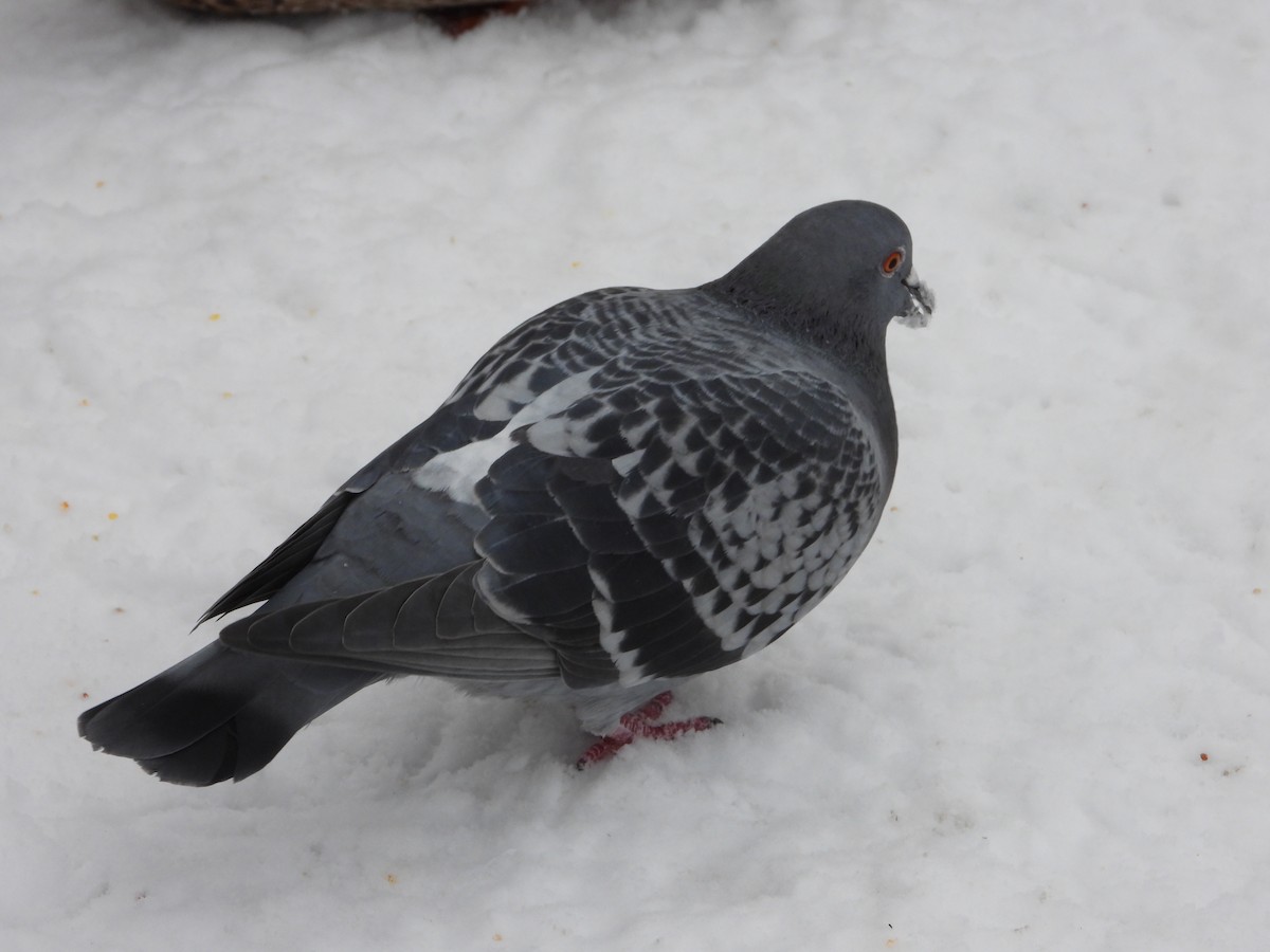 Rock Pigeon (Feral Pigeon) - ML612237203