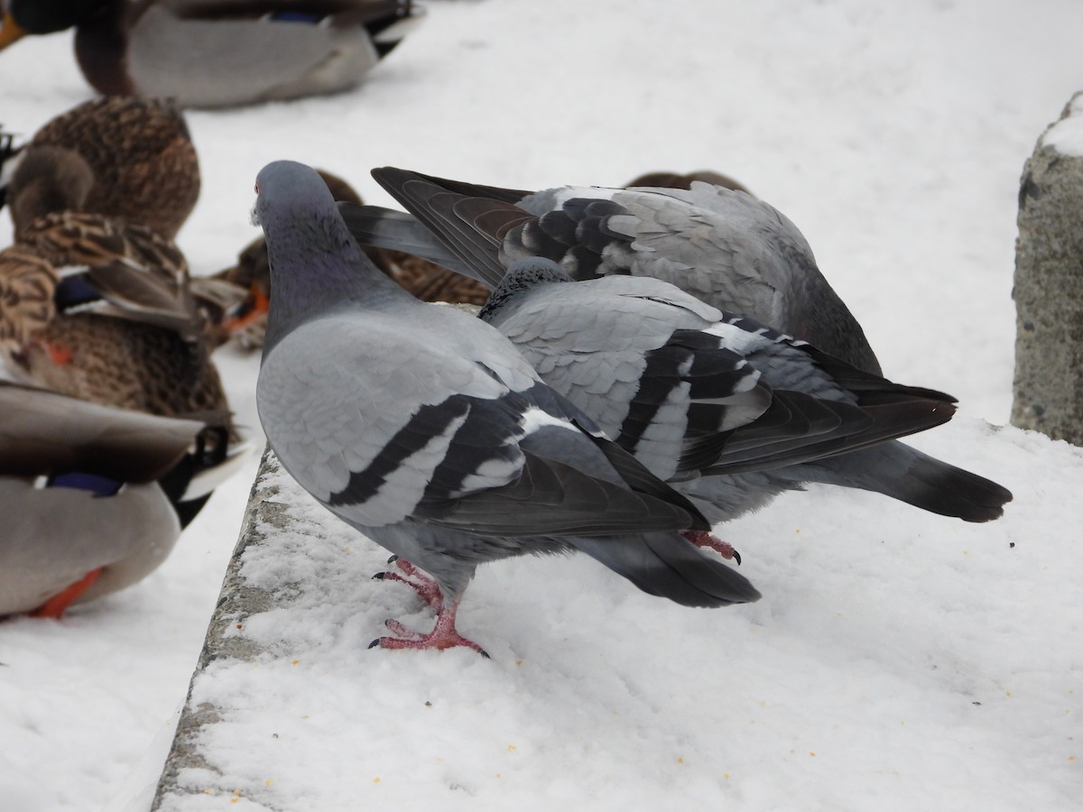 Rock Pigeon (Feral Pigeon) - ML612237205