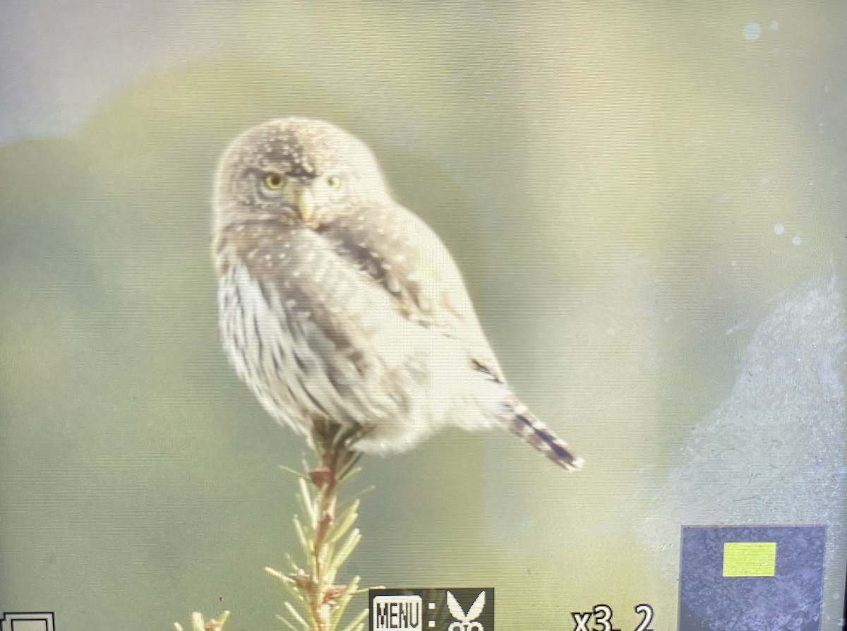 Northern Pygmy-Owl - ML612237219