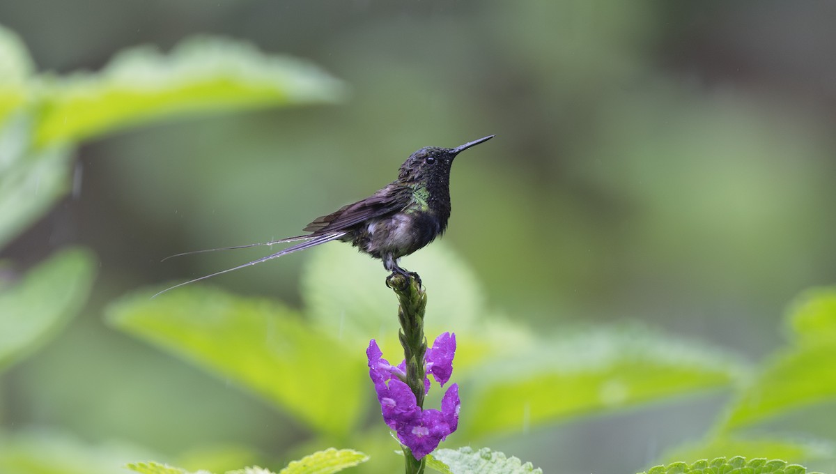 Black-bellied Thorntail - ML612237224
