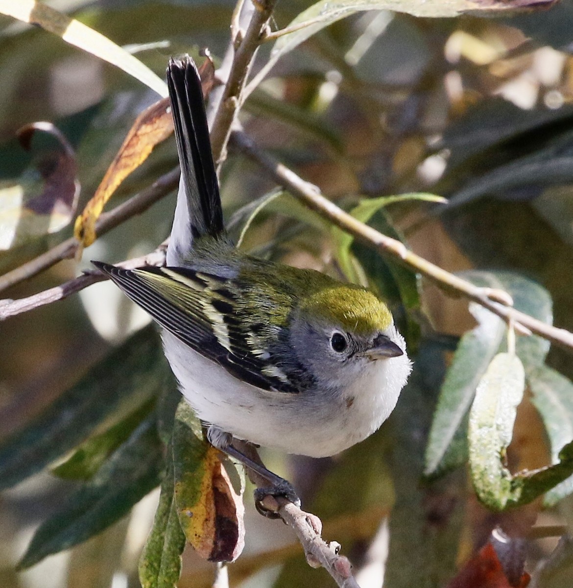 Chestnut-sided Warbler - SBA County Historical Records