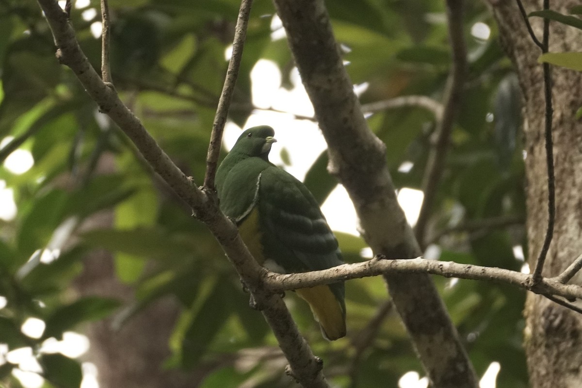 Cloven-feathered Dove - ML612238110