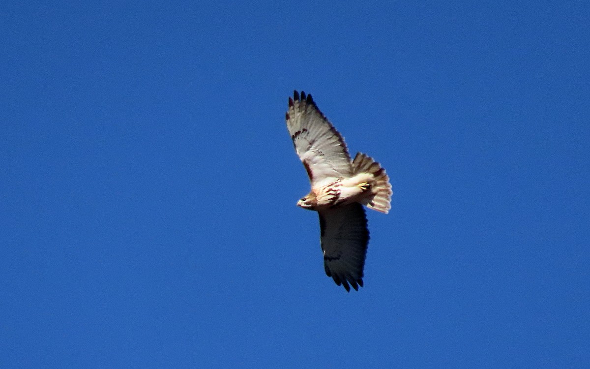 Red-tailed Hawk - ML612238123