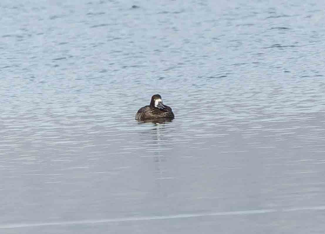 Greater Scaup - ML612238477