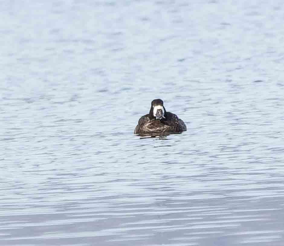 Greater Scaup - ML612238544