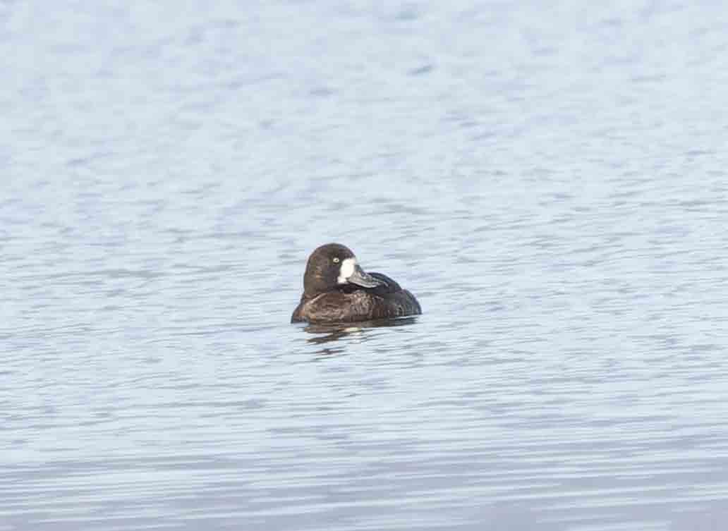 Greater Scaup - ML612238643