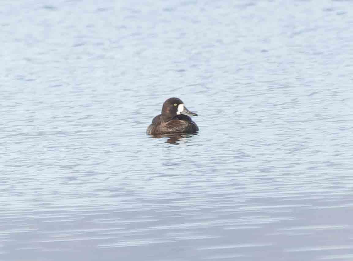 Greater Scaup - ML612238644