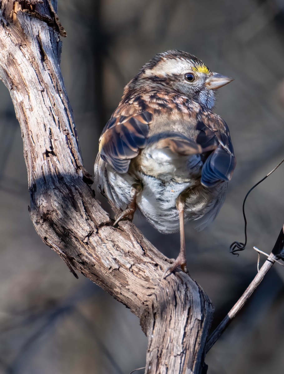 White-throated Sparrow - ML612238893