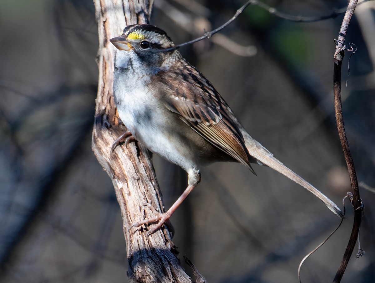White-throated Sparrow - ML612238895