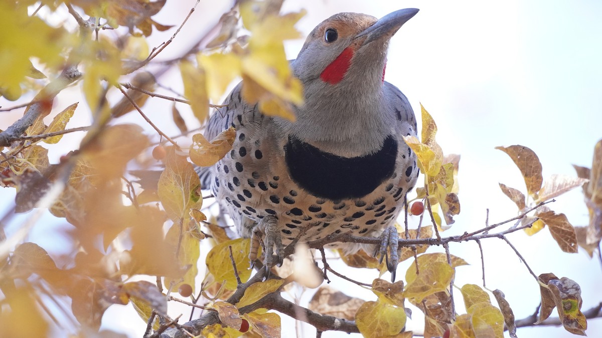 Northern Flicker (Red-shafted) - ML612238915