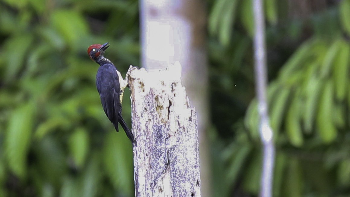 White-bellied Woodpecker - ML612239181
