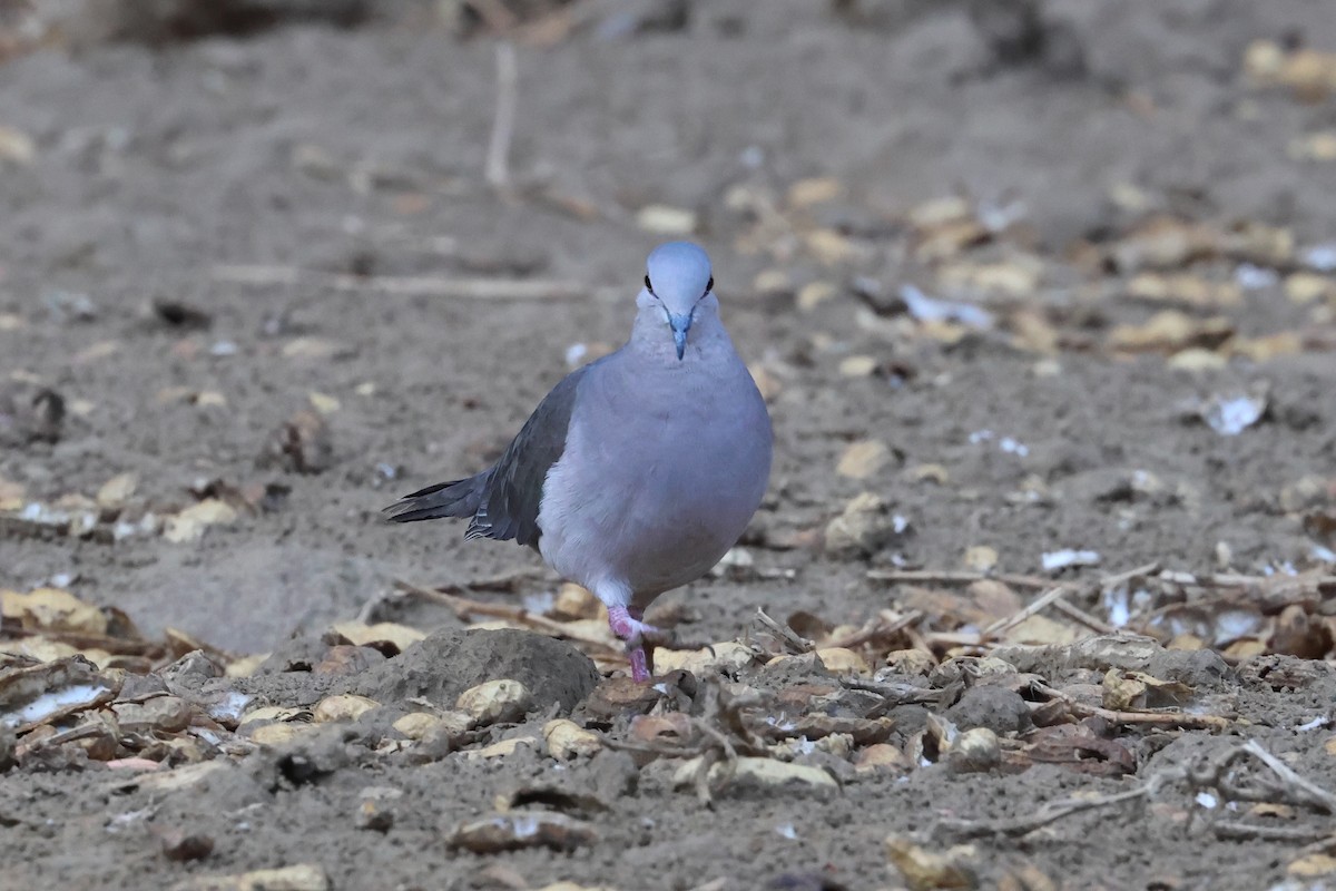 Large-tailed Dove - ML612239377