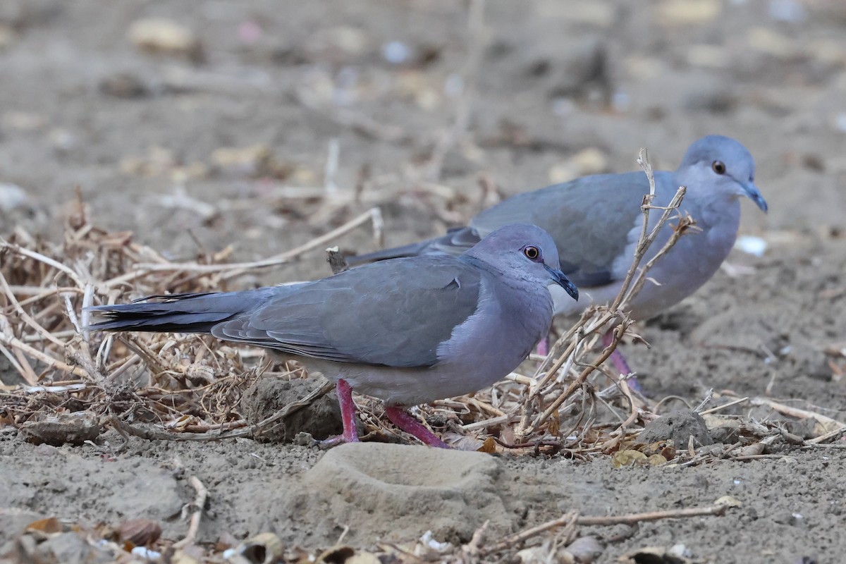 Large-tailed Dove - ML612239424