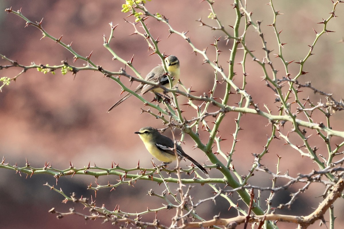 Greater Wagtail-Tyrant - Olivier Langrand