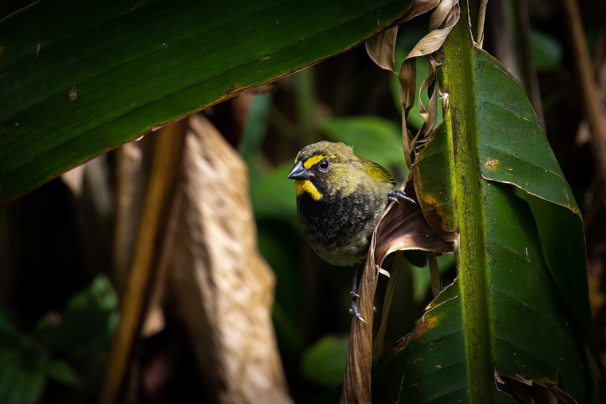Yellow-faced Grassquit - Andrew Newmark