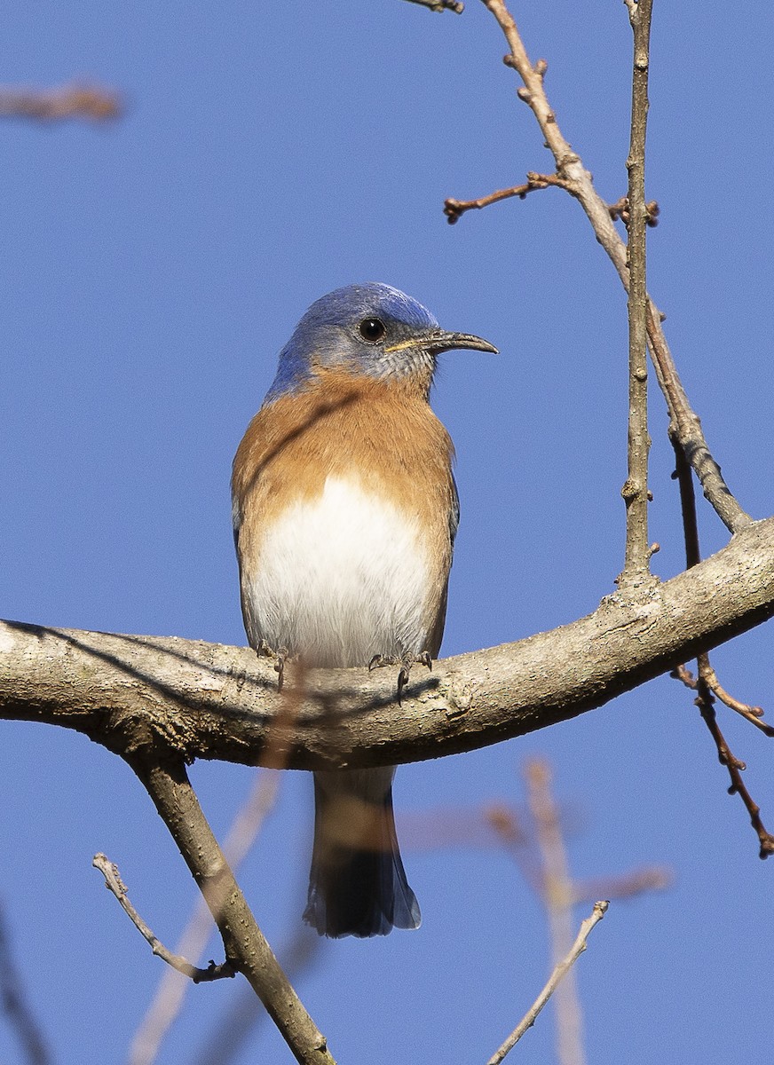 eBird Checklist 14 Dec 2023 1413 Johnson Farm Rd, Fayetteville US