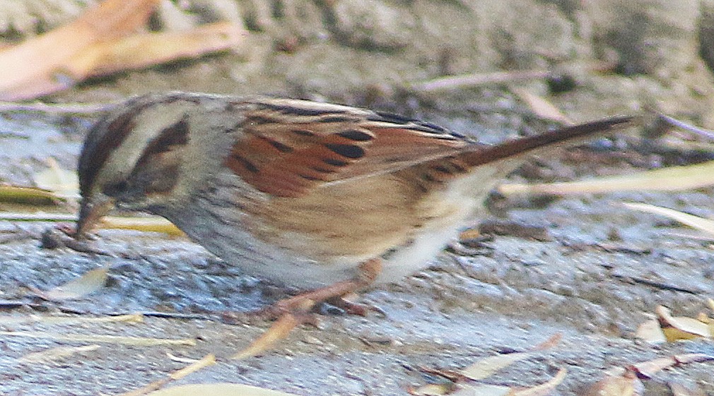Swamp Sparrow - ML612240009