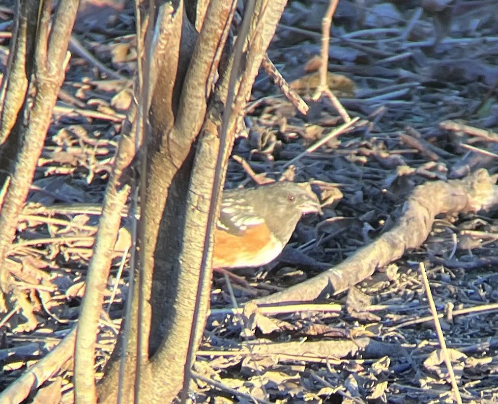 Spotted Towhee - ML612240627