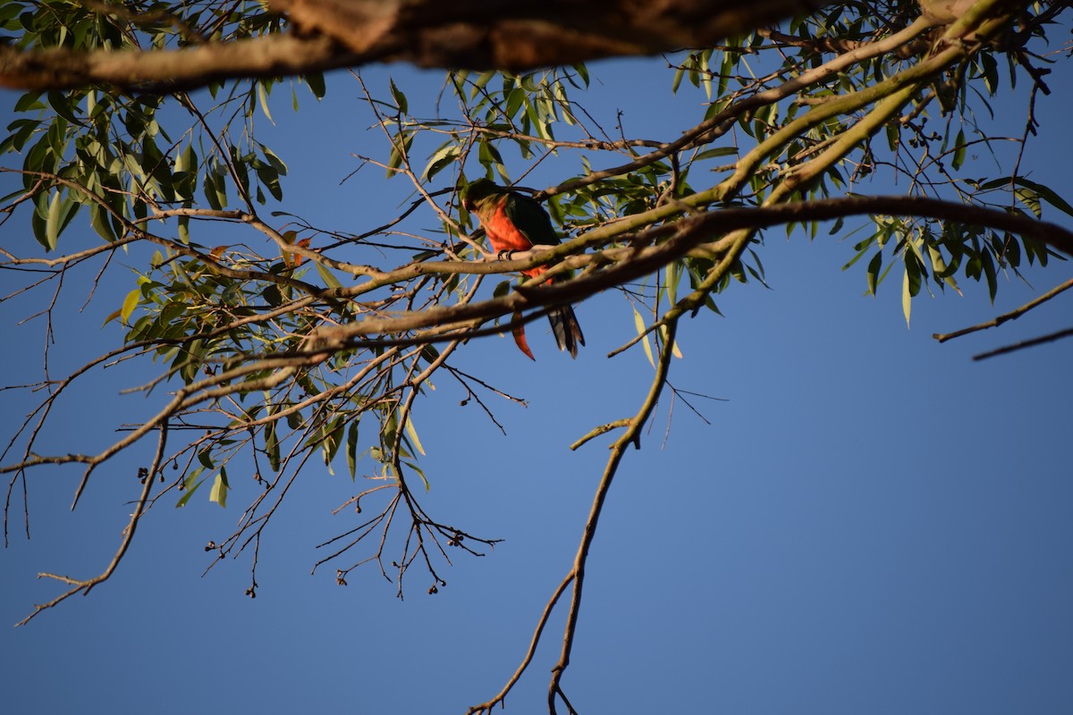 Avustralya Kral Papağanı - ML612240958
