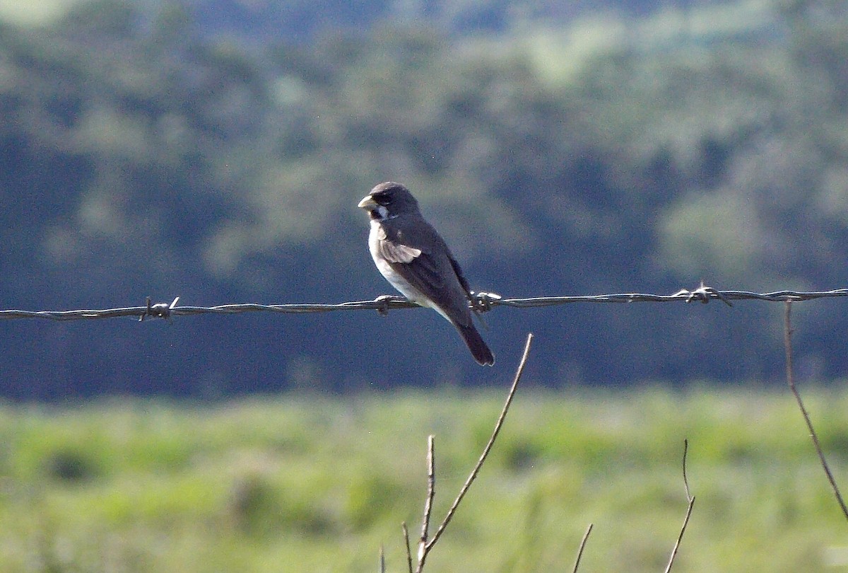 Double-collared Seedeater - ML612241169