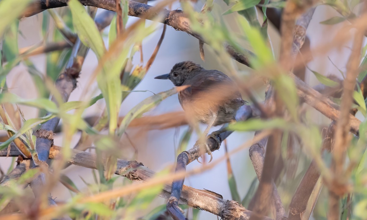 White-bellied Spinetail - ML612241397