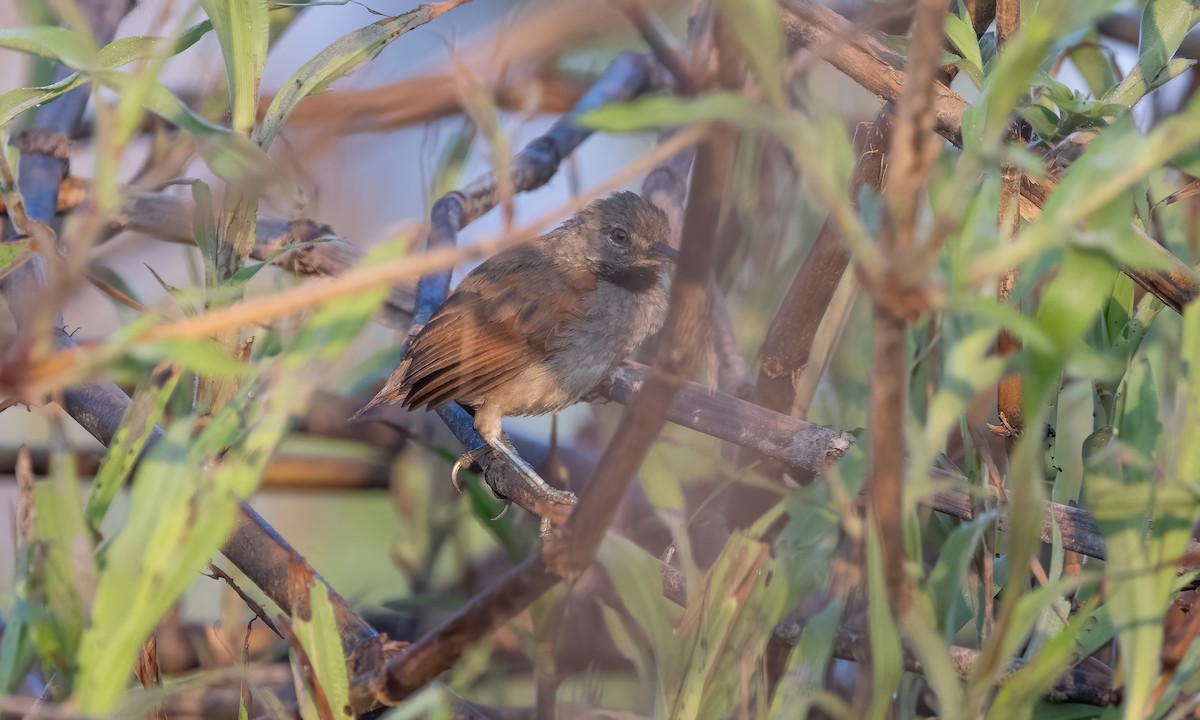 White-bellied Spinetail - ML612241398