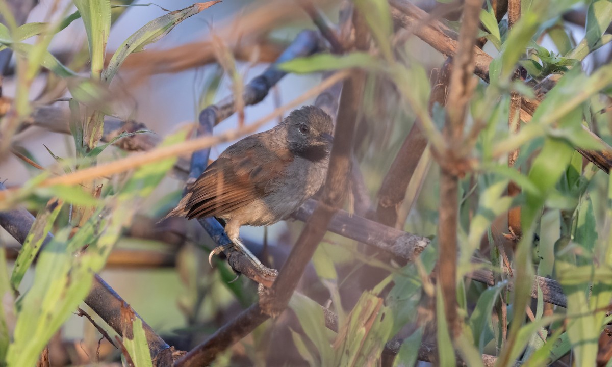 White-bellied Spinetail - ML612241399