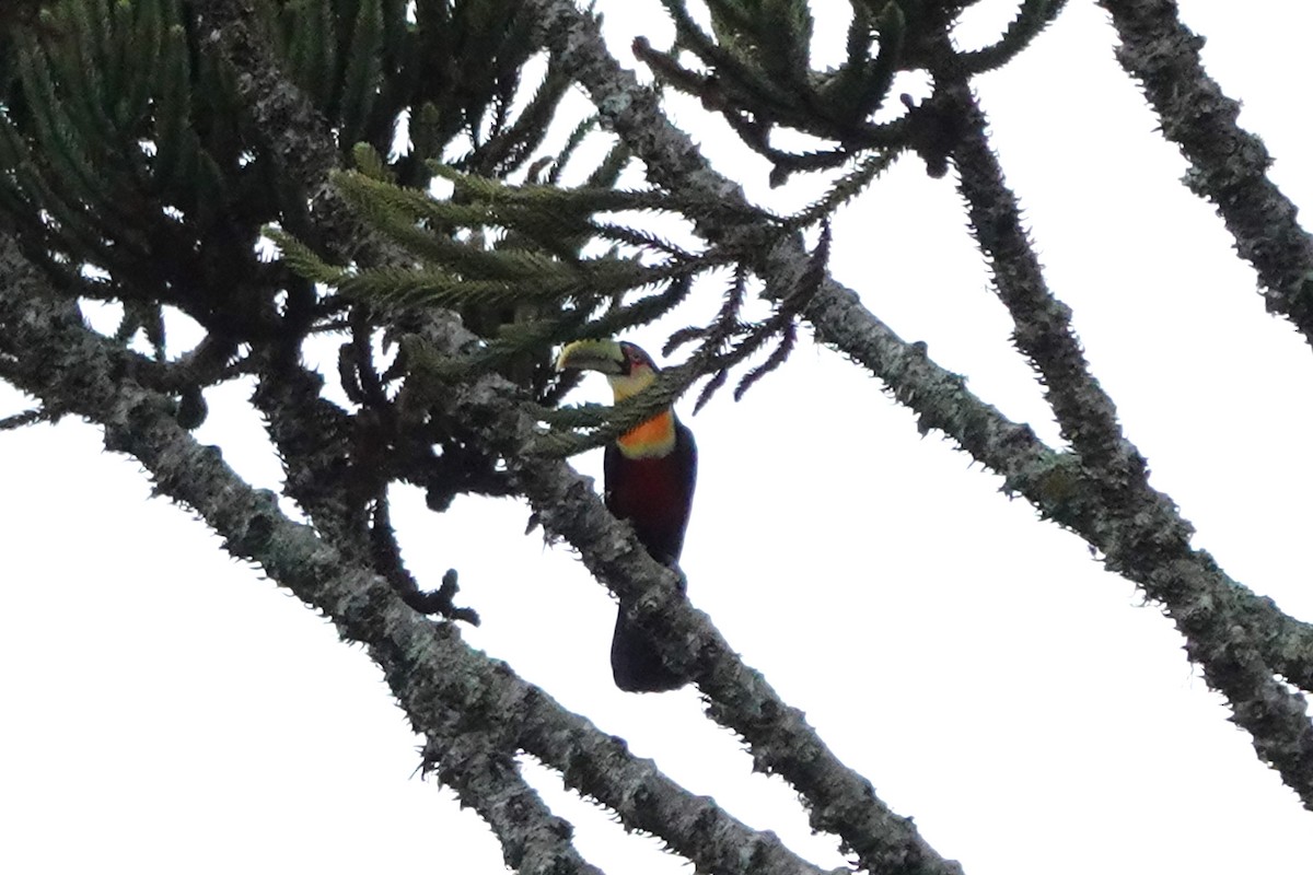 Red-breasted Toucan - ML612241739