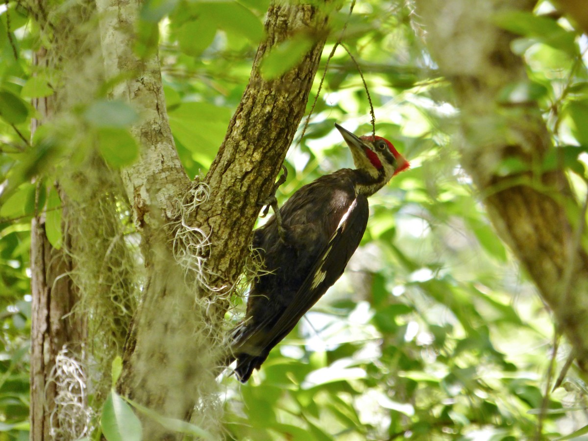 Pileated Woodpecker - ML612241740
