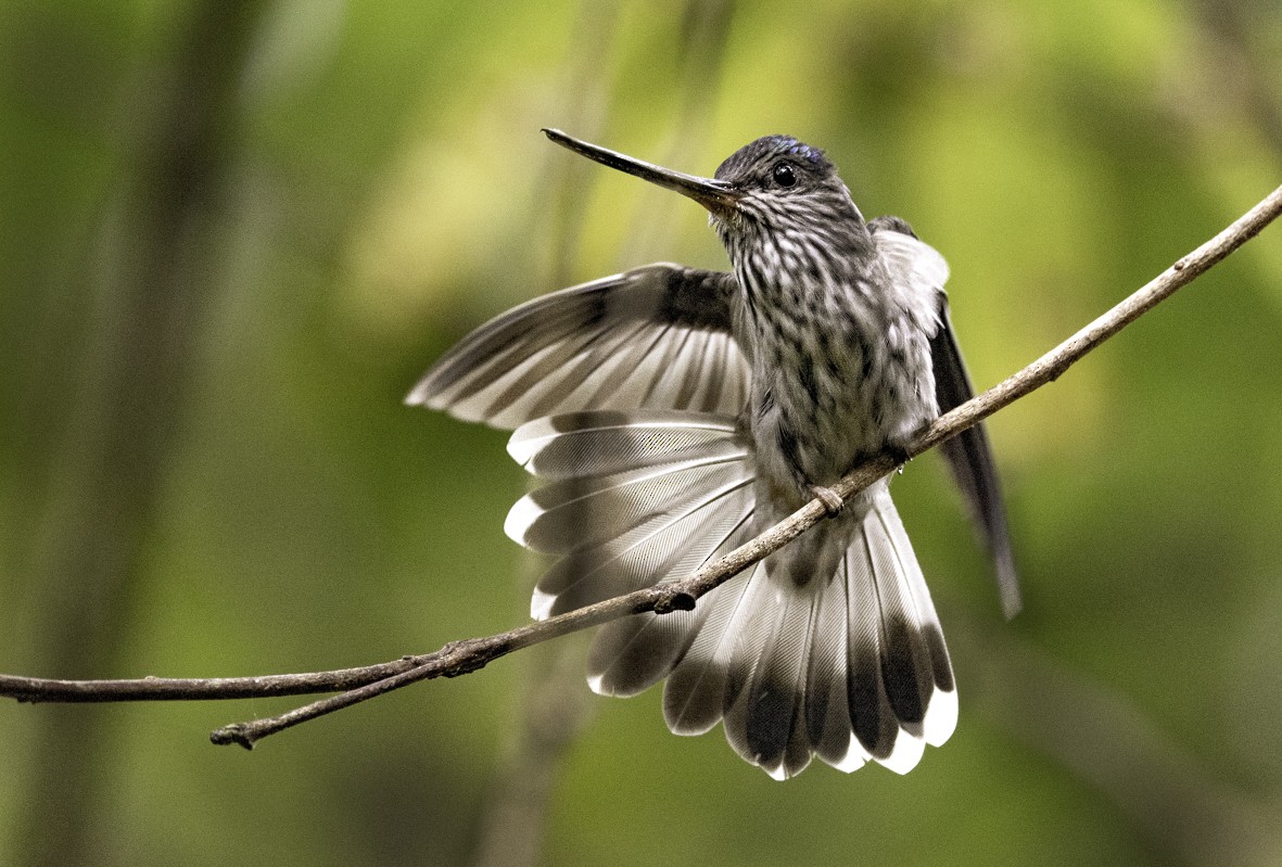 kolibřík háčkozobý - ML612241985