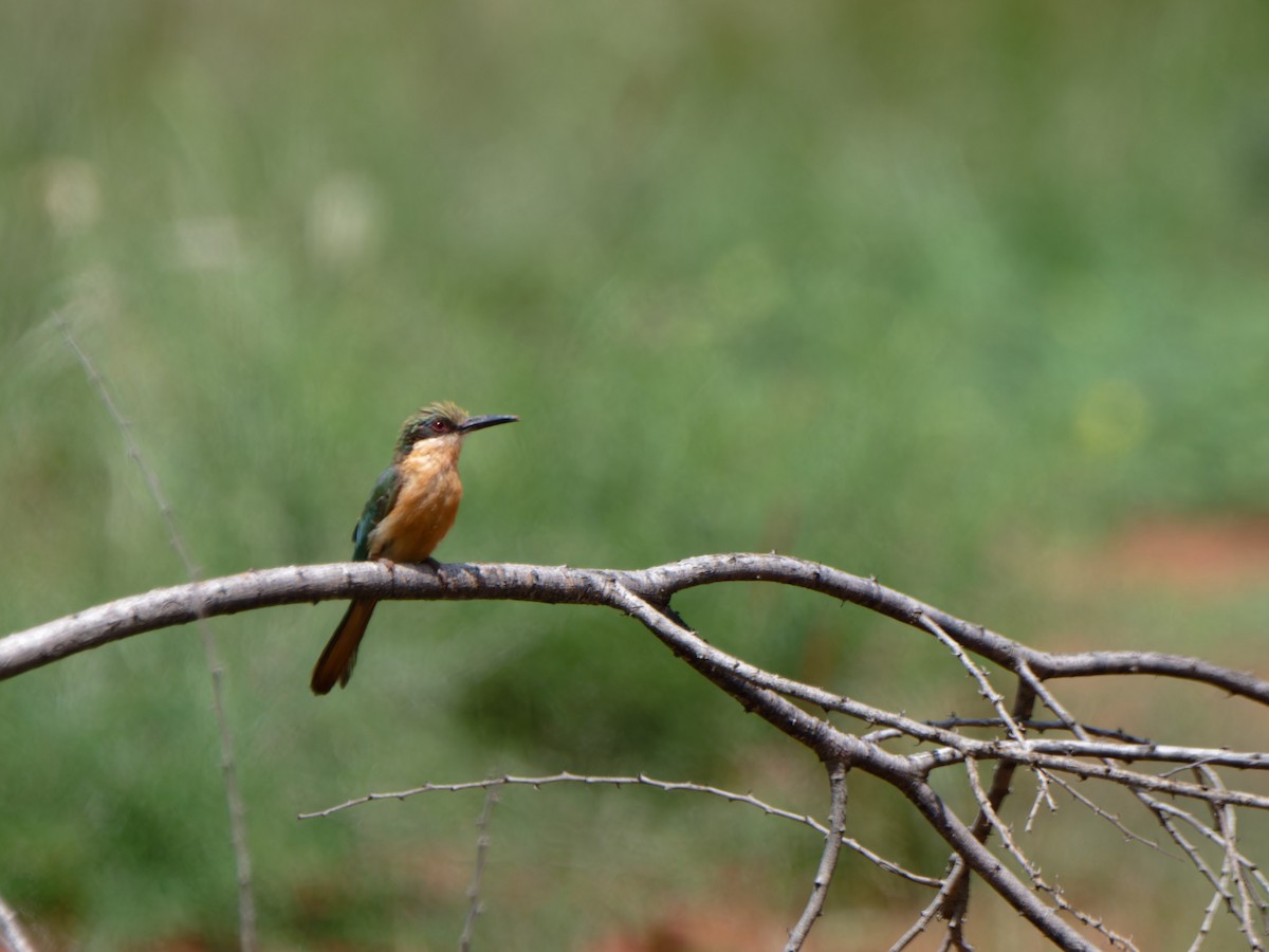 Somali Bee-eater - ML612242258