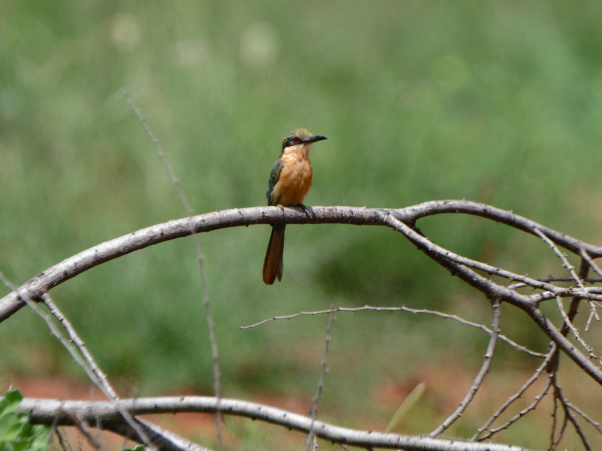 Somali Bee-eater - ML612242260
