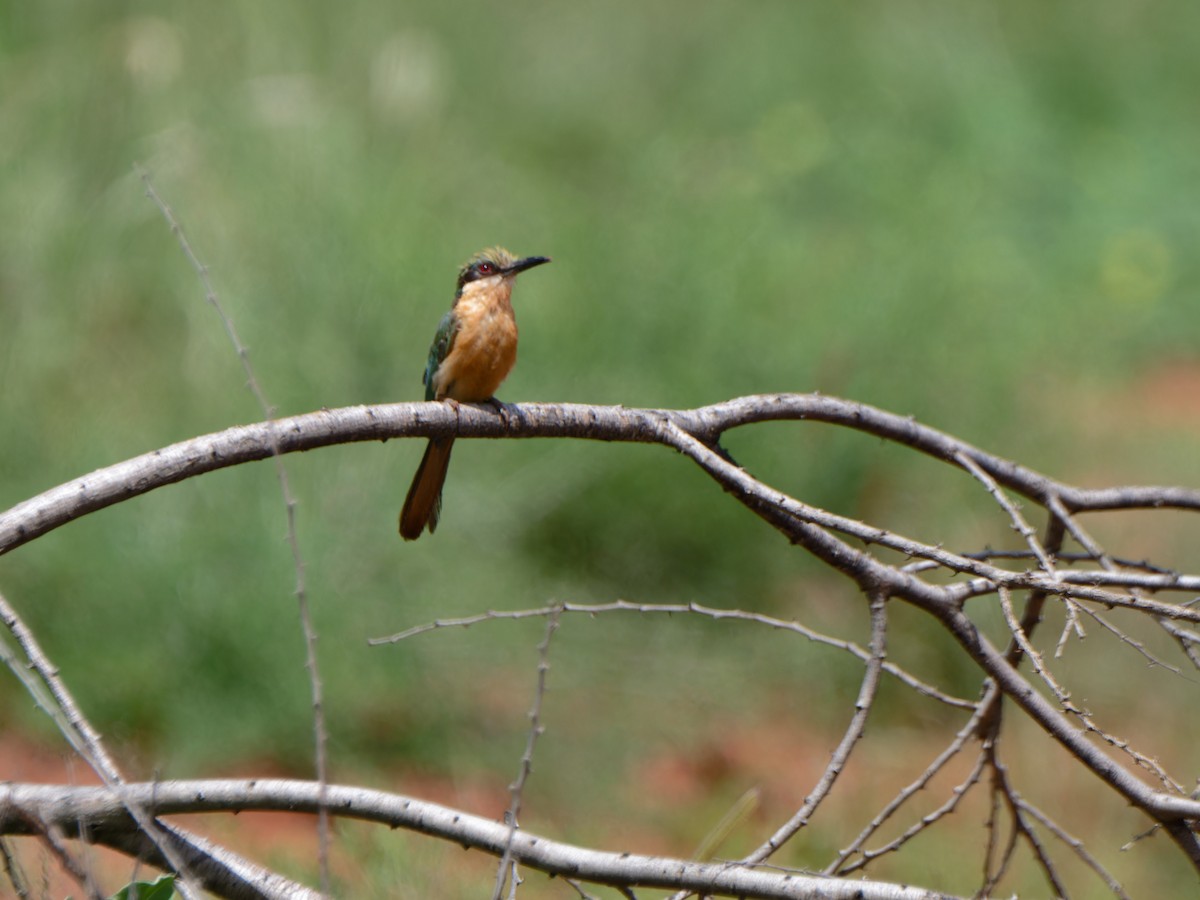 Somali Bee-eater - ML612242262